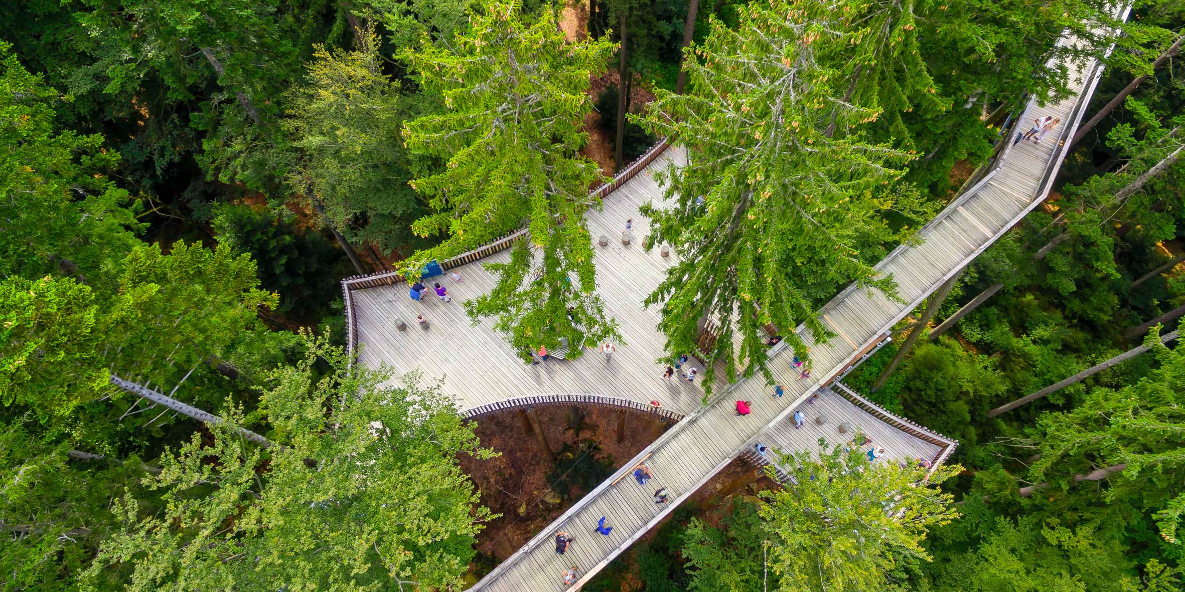 Waldinsel im Baumwipfelpfad Bayerischer Wald