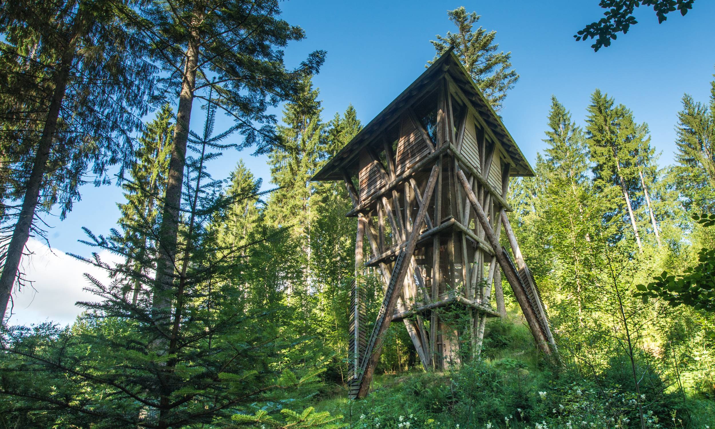 Wildniscamp Falkenstein
