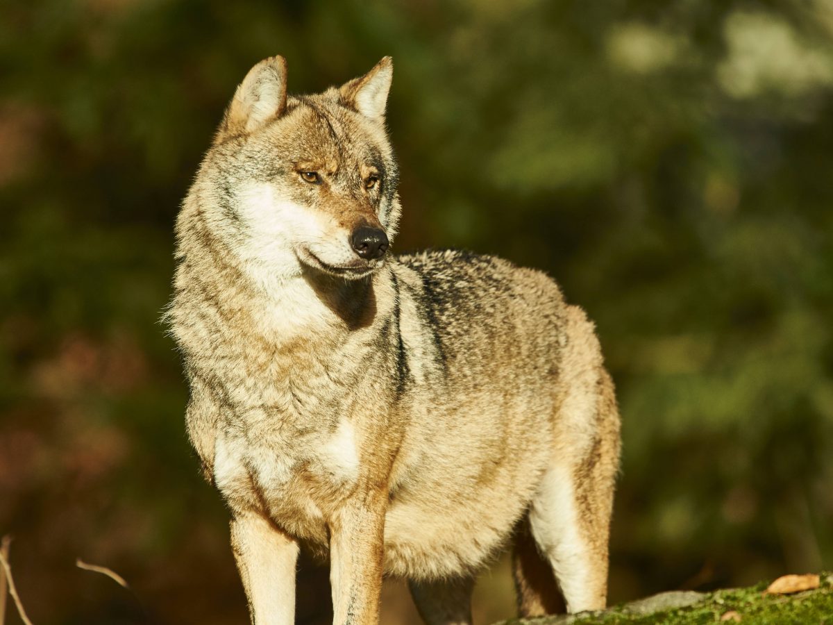 Wolf im Tierfreigelände
