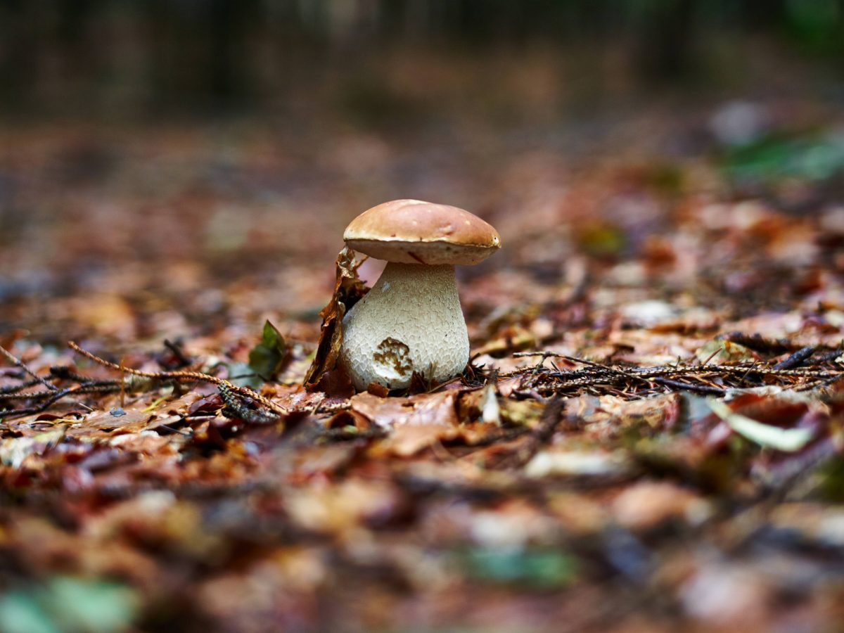 Pilz im Wald