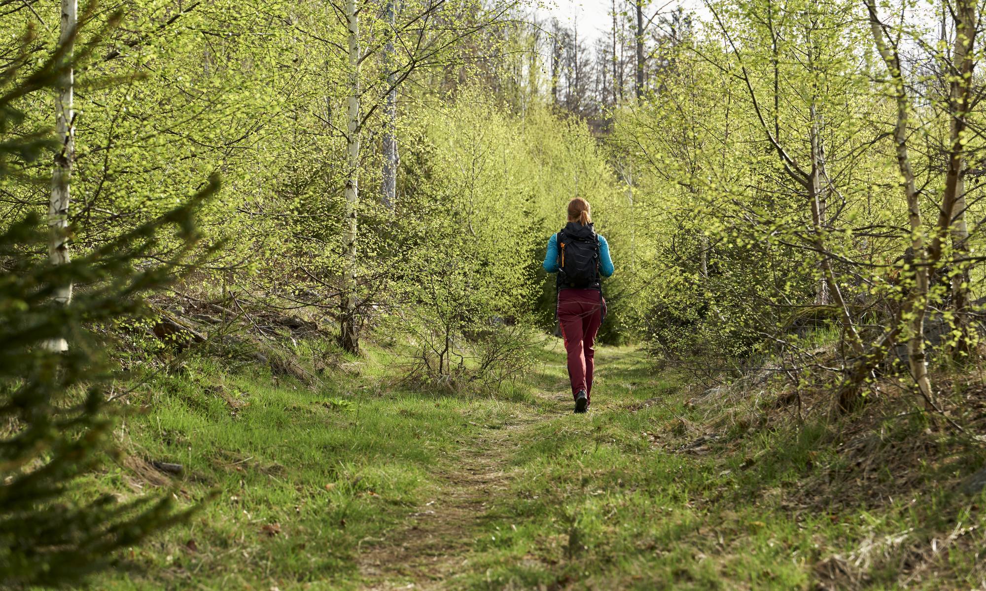Wandern im Wald
