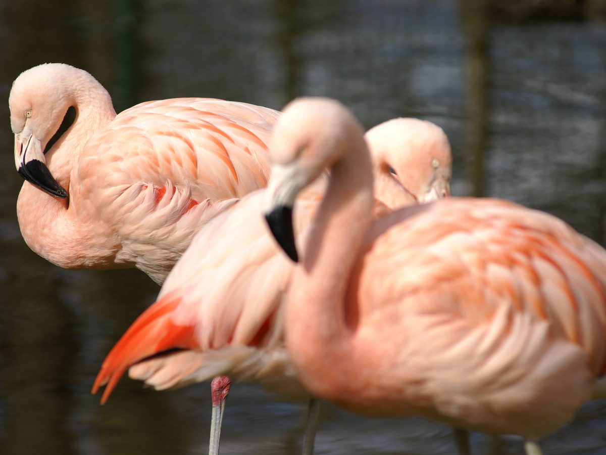 Flamingo in Tiergarten Straubing