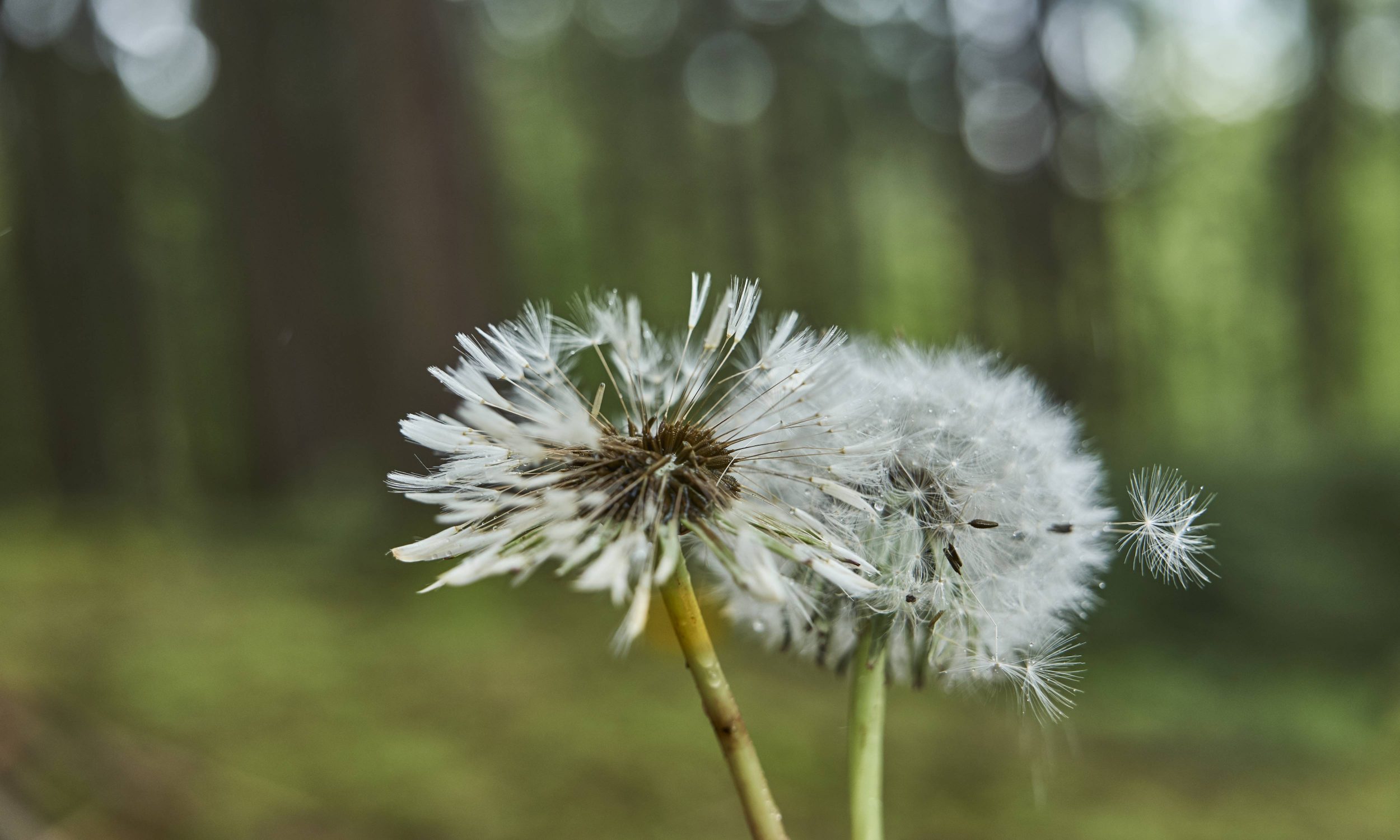 Pusteblume im Wald