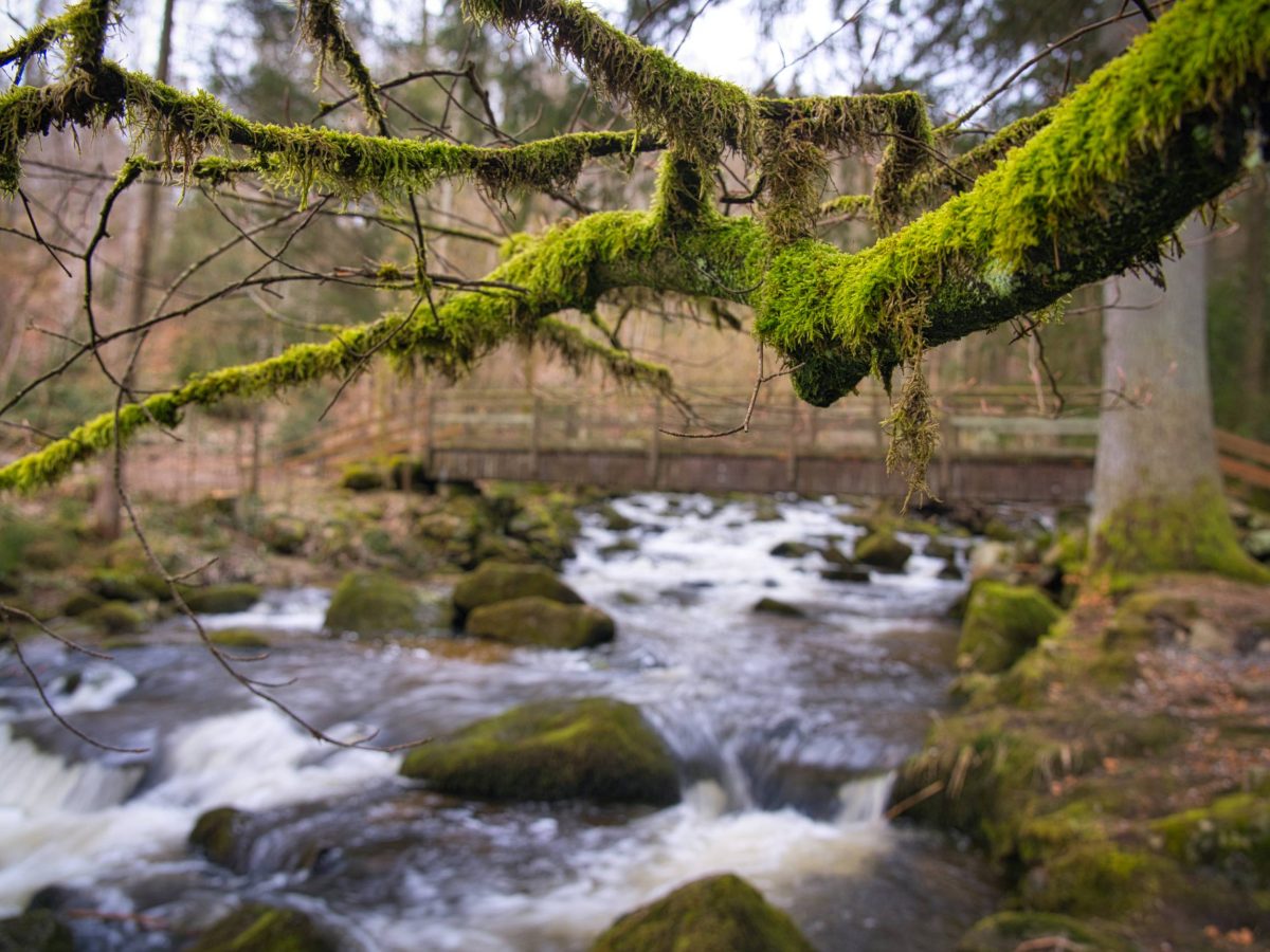 Wilde Wasser Titelbild