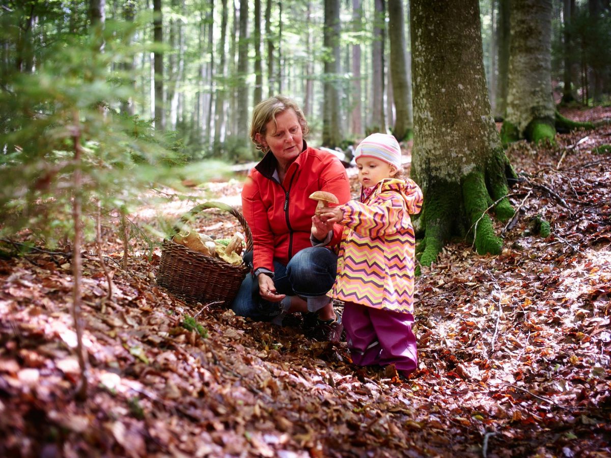 Familie beim Pilzesammeln im Wald