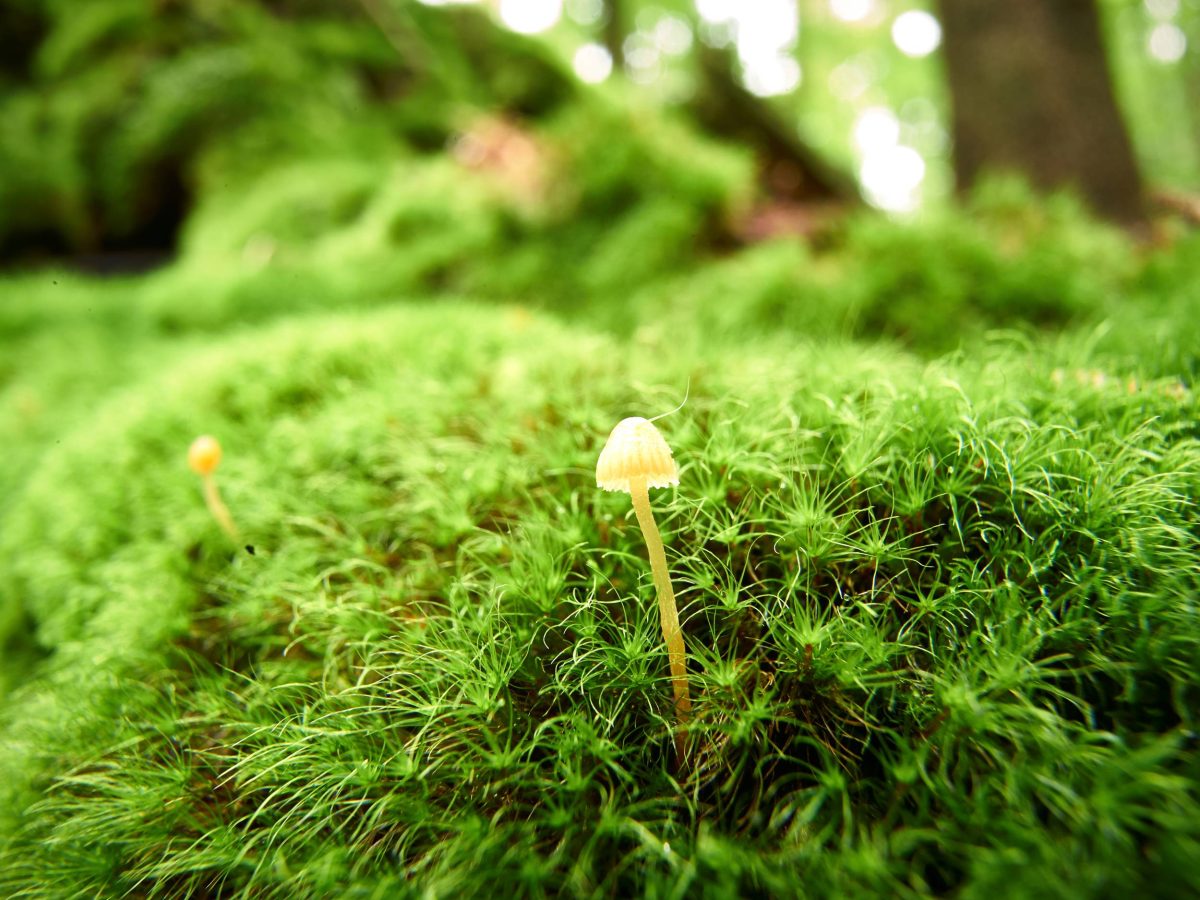 Moos und Pilz im Wald