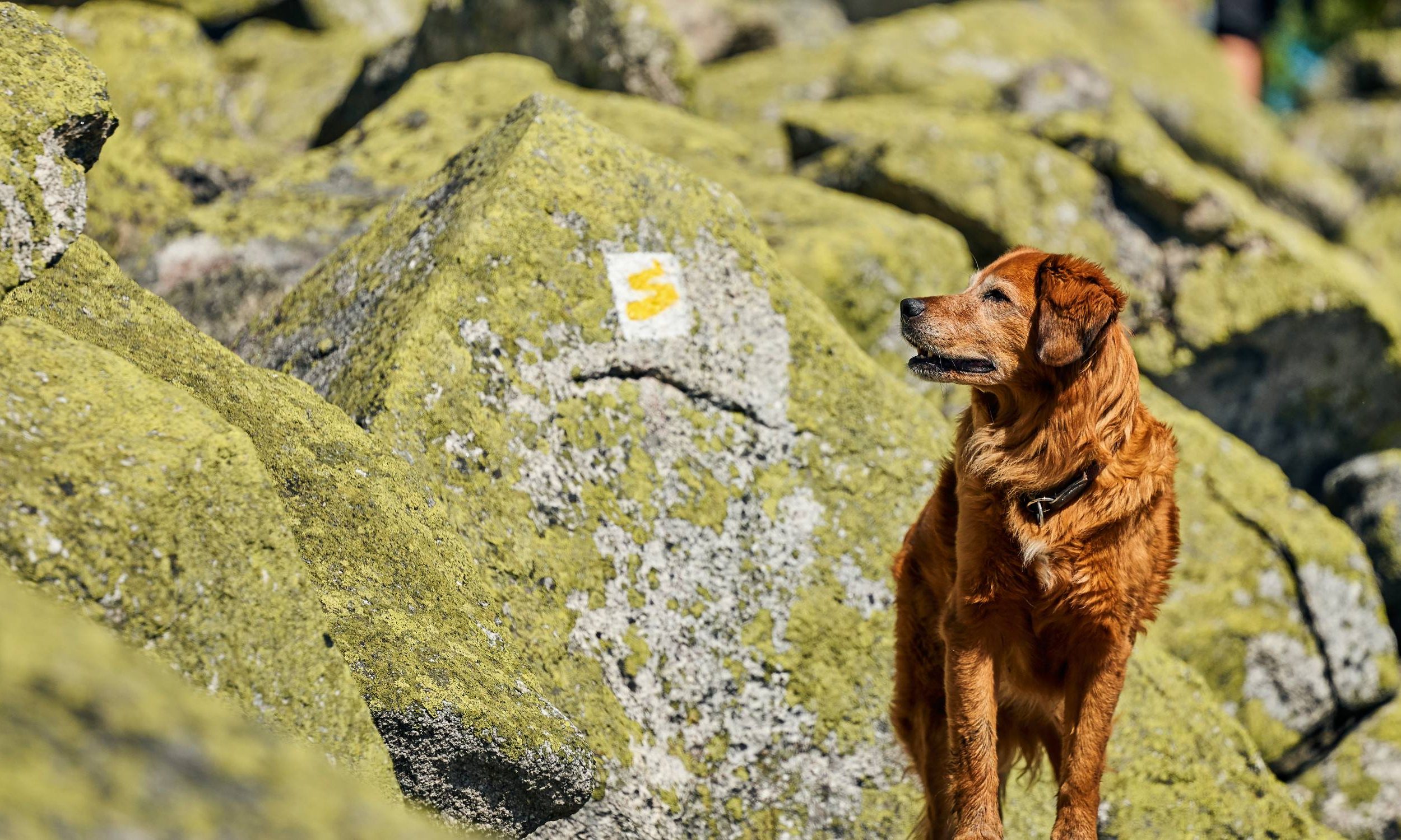 Wandern am Goldsteig Dreisessel Steineres Meer mit Hund