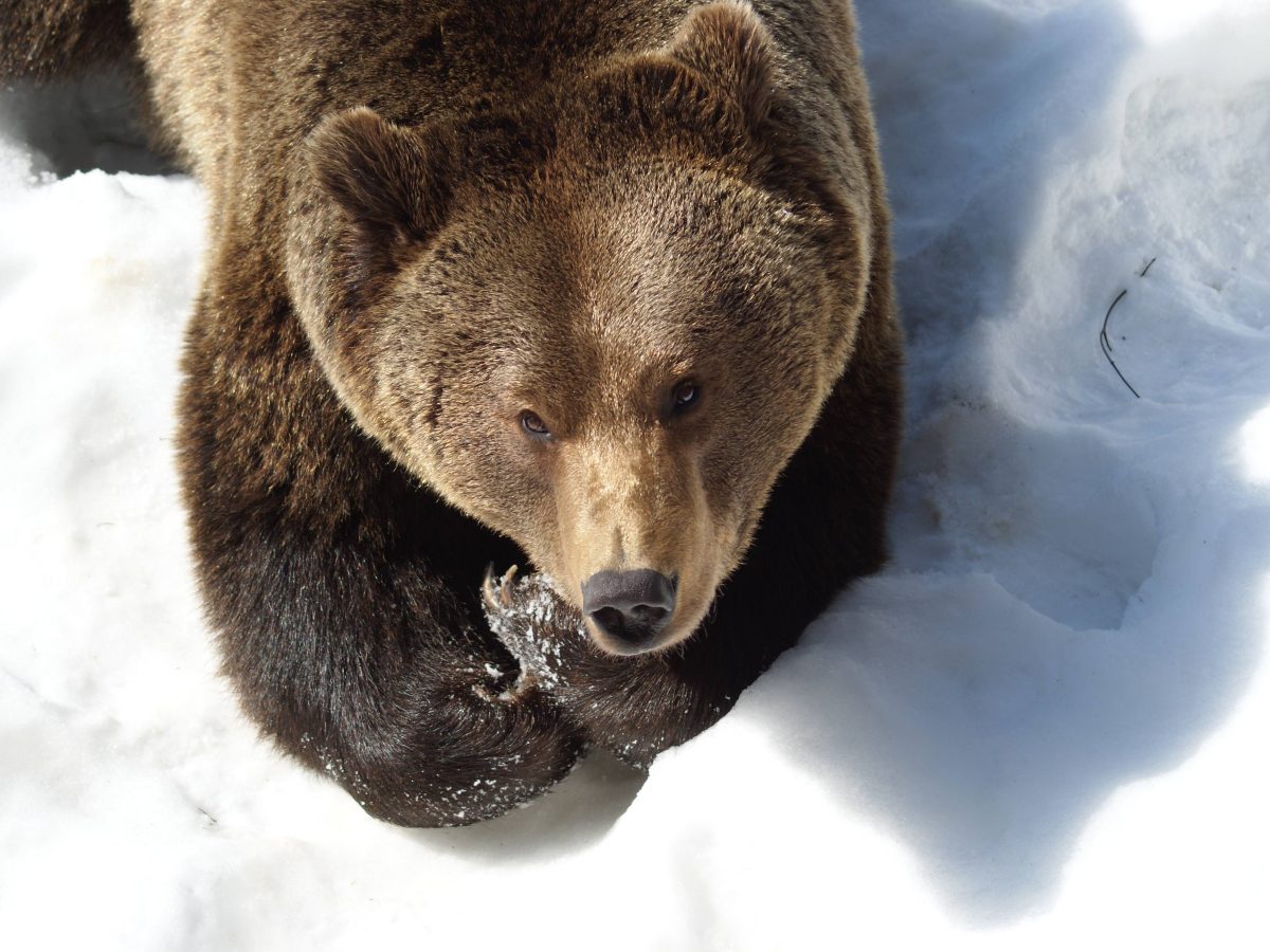 Tierfreigelände Bär im Winter