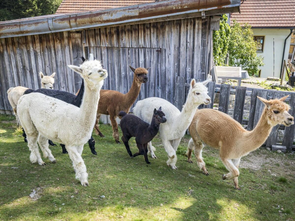 Alpaka-Wanderung im Reschbachthal