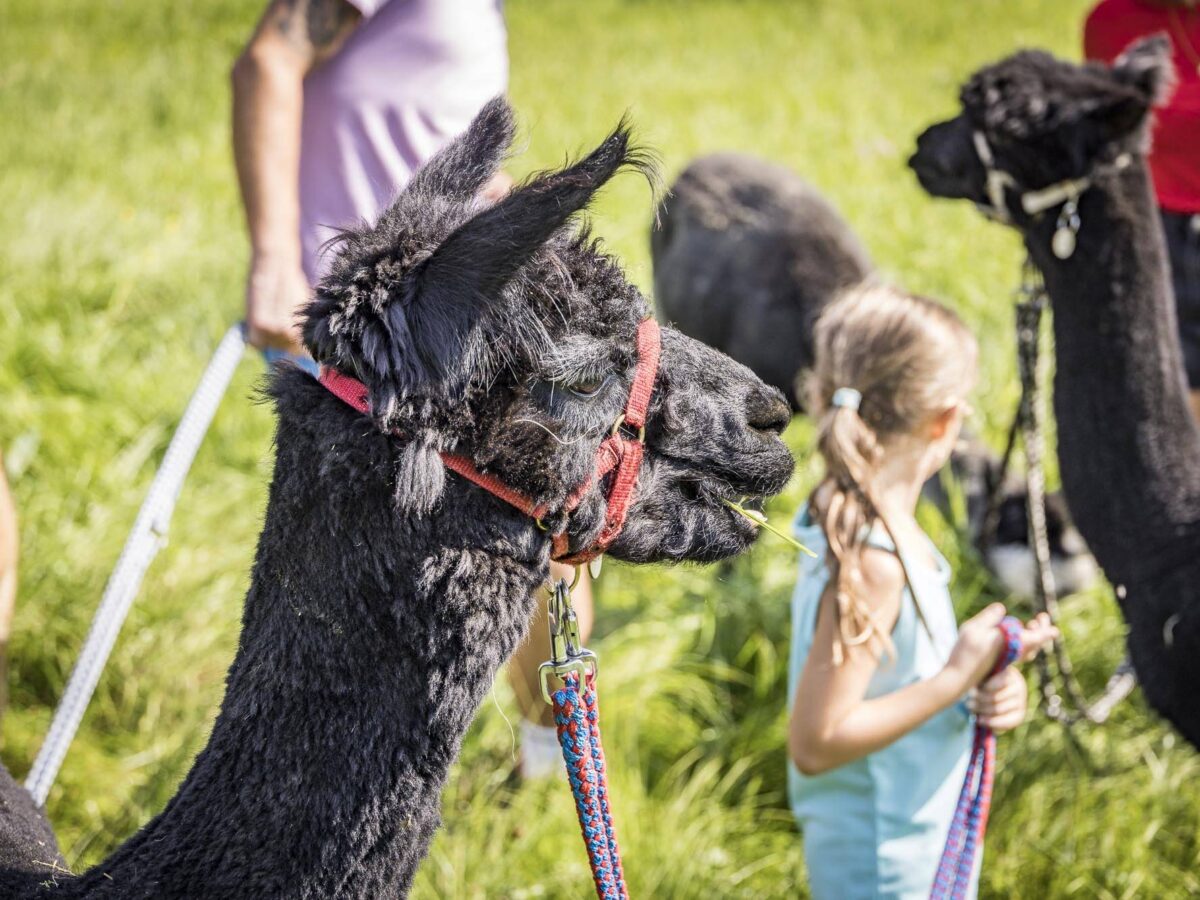 Alpaka-Wanderung im Reschbachthal