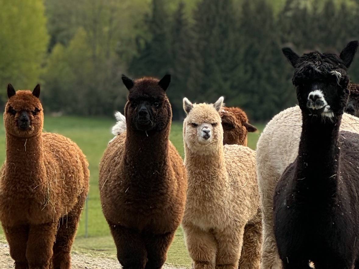 Bergalpakas Neidlingerberg