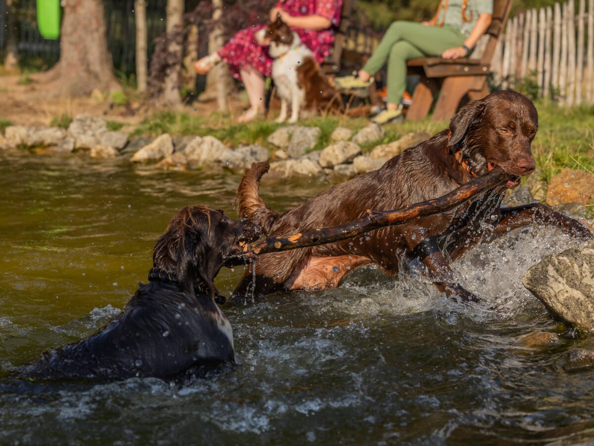 Landhotel Haus Waldeck, Hunde toben im Wasser